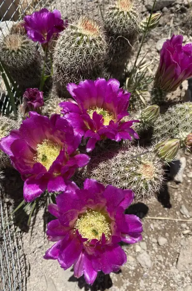 Scaled image Echinocereus_bonkerae.webp 