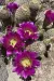 Thumbnail Echinocereus_bonkerae.webp 