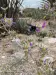 Thumbnail Feather_dalea_with_carpenter_bee.webp 