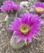 Thumbnail echinocereus_reichenbachii.webp 