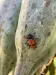 Thumbnail handsome-yucca-beetle.webp 