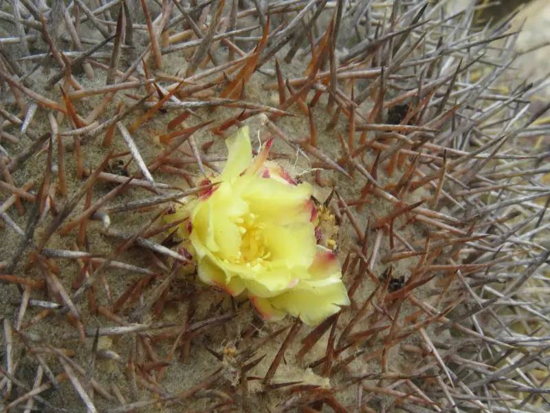 Scaled image IMG_3951_Copiapoa_serpentisulcata.webp 