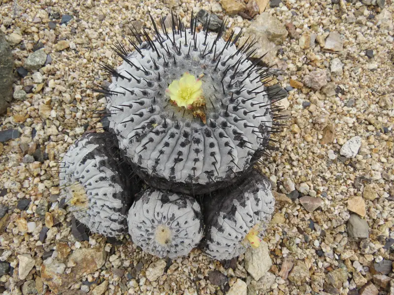 Scaled image IMG_3985_Copiapoa_columna-alba.webp 