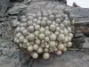 Thumbnail IMG_3949_Copiapoa_cinerascens.webp 